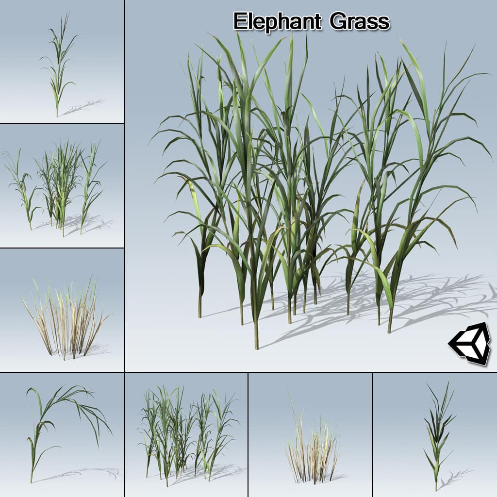 Elephant grass (Pennisetum purpureum)