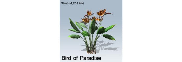bird_of_paradise_banner