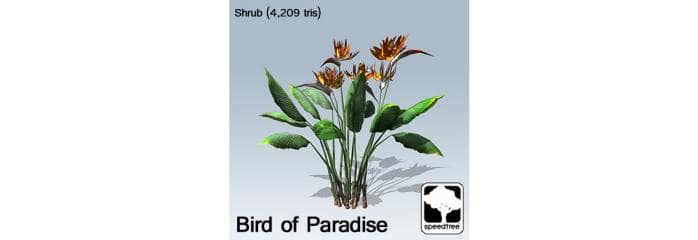 bird_of_paradise_banner
