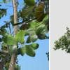 Tropical Almond: Desktop Forest (Broad)