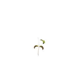 Apple Seedling (Small)