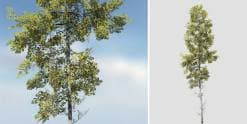 Quaking Aspen: Desktop Forest