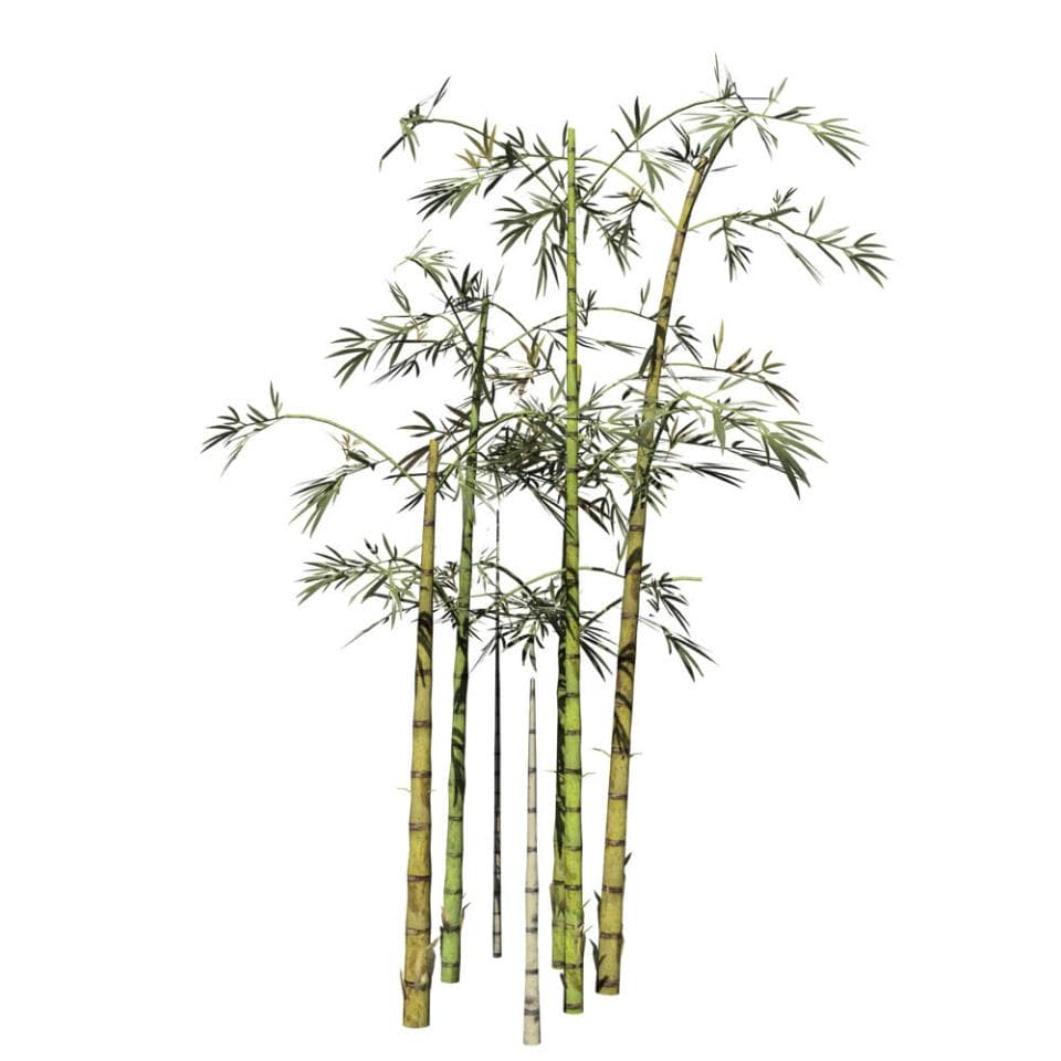 Bamboo Species Pack