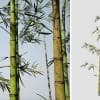 Bamboo: Hero (Common)