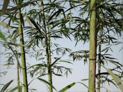 Bamboo: Blue Fountain