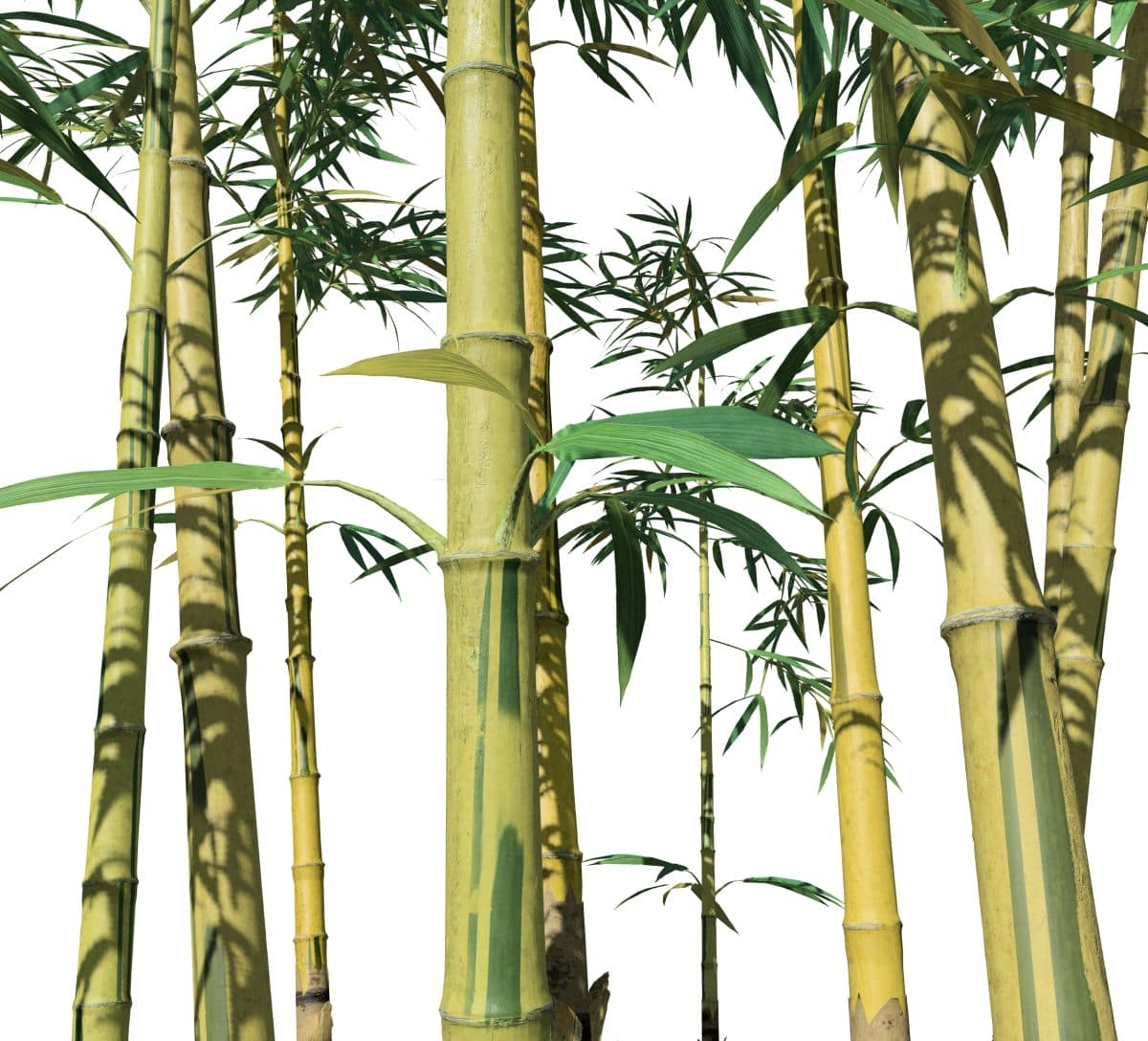 Bamboo: Yellow Groove – SpeedTree