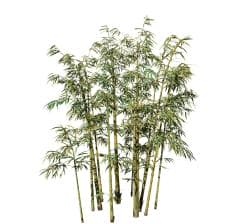 Bamboo Species Pack