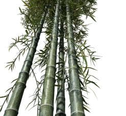 Bamboo: Giant Timber