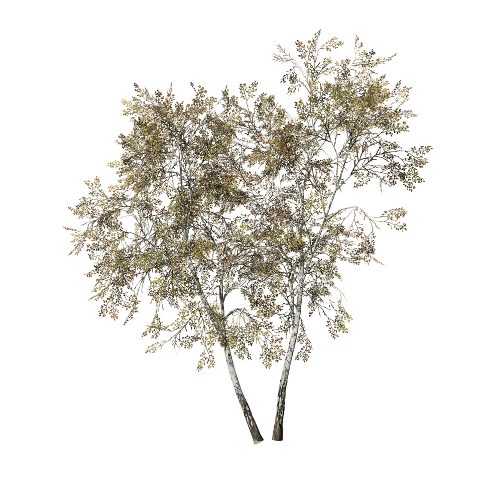 Paper Birch: Desktop Forest