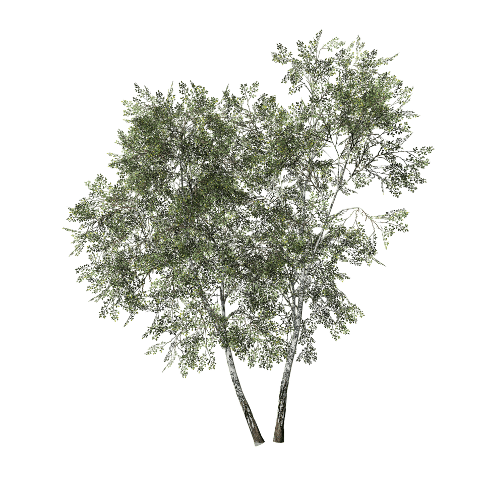 Paper Birch: Desktop Forest