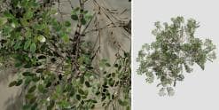 Barberry Bush Species Pack