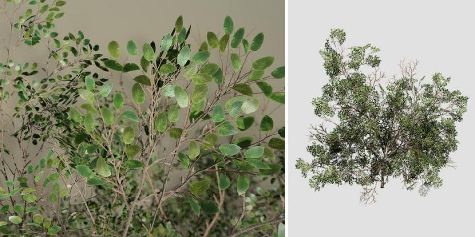 Barberry Bush Species Pack
