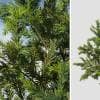 Dwarf Japanese Cedar Seedling