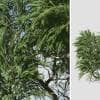 Dwarf Japanese Cedar: Hero Forest