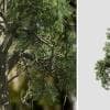 Japanese Cedar: Forest