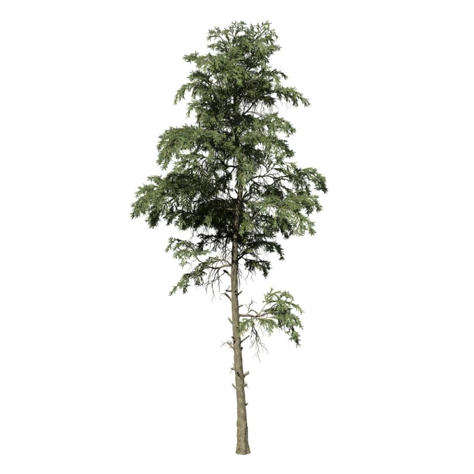 Japanese Cedar: Forest (Sparse)