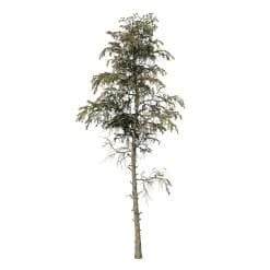 Japanese Cedar: Forest (Sparse)