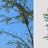 Japanese Cedar: Seedling