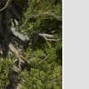 Italian Cypress: Field (Weathered)