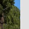 Italian Cypress: Field (Spiral Pruned)
