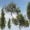 Italian Cypress Species Pack