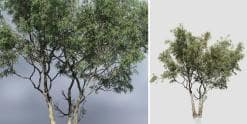 Redgum Eucalyptus Species Pack