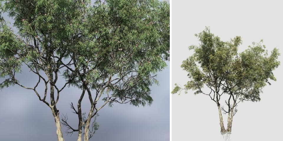 Red Gum Eucalyptus: Forest (Multi Trunk)