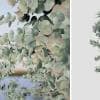 Silver Dollar Eucalyptus: Field