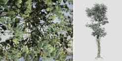 Silver Dollar Eucalyptus: Forest