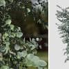 Silver Dollar Eucalyptus: Sapling