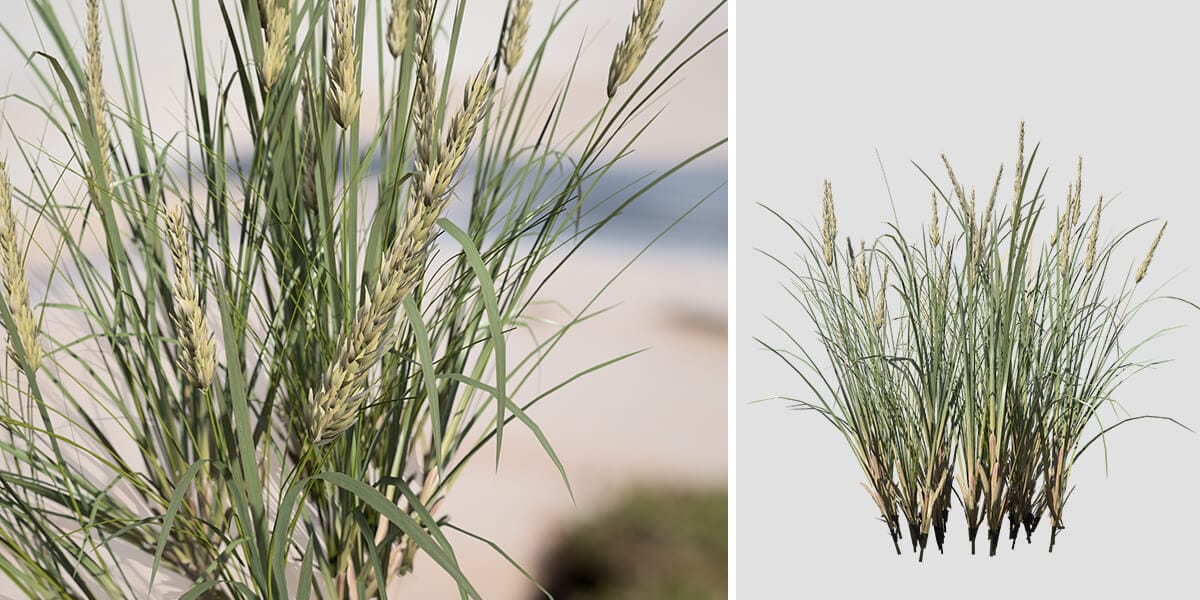 Beach Grass for Sale: The Ultimate Guide to Buying and Planting