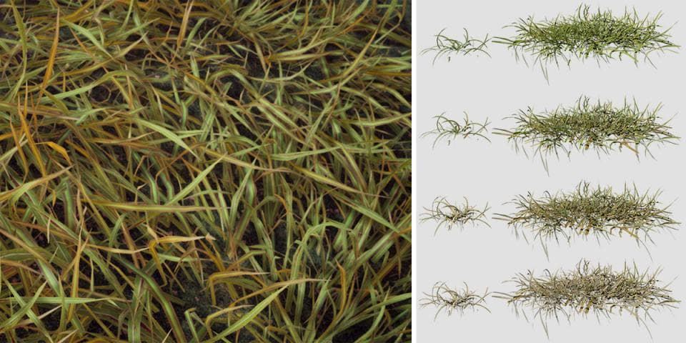 Tall Fescue: Grass Pack