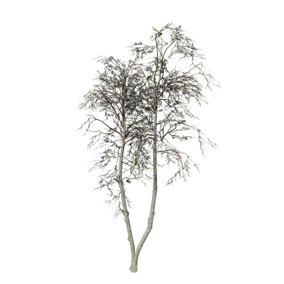 Zenii Magnolia (Desktop): Forest