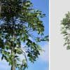 Zenii Magnolia: Desktop Forest