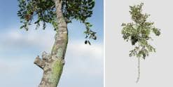 Zenii Magnolia: Hero Forest