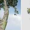Zenii Magnolia: Hero Forest