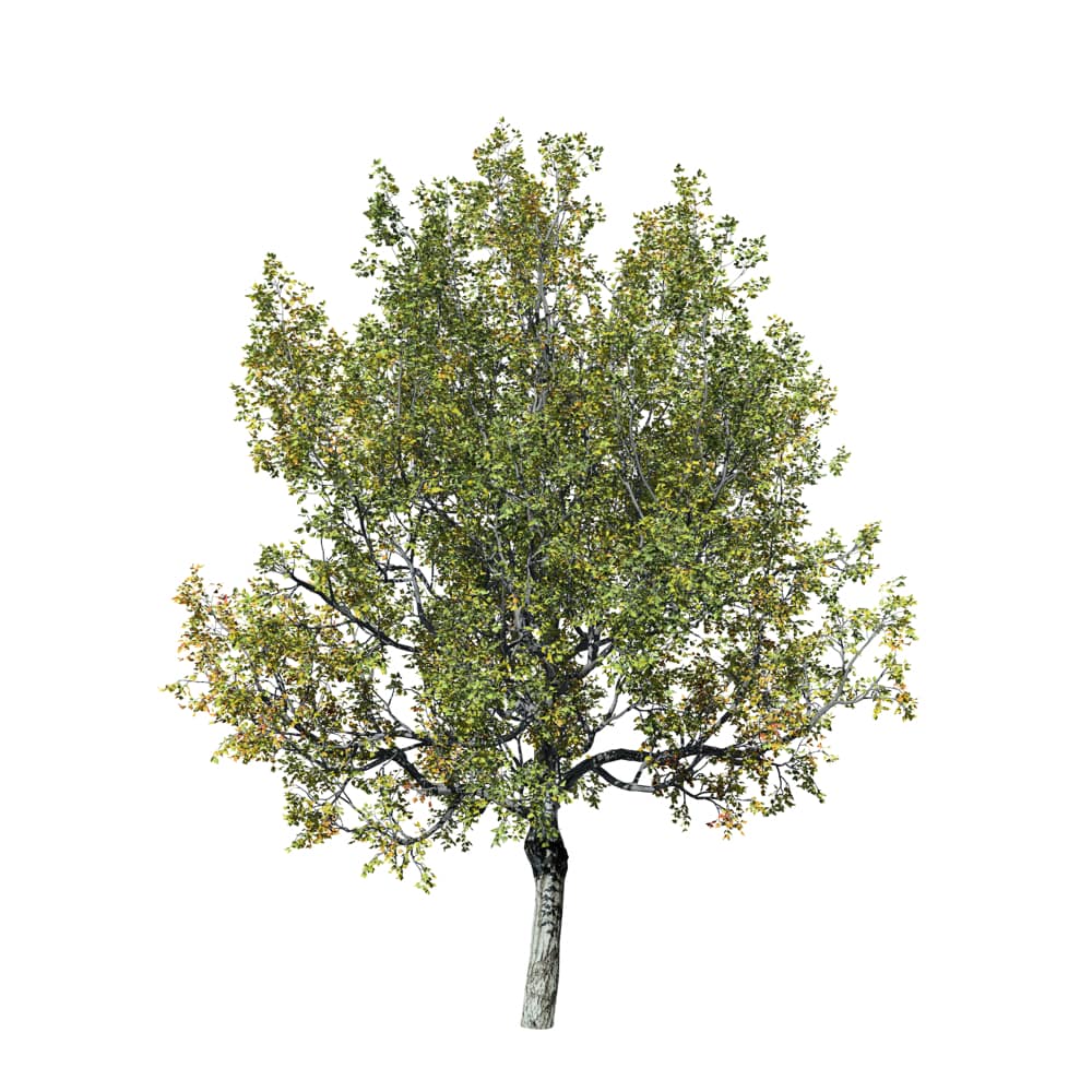 Red Maple: Photogrammetry