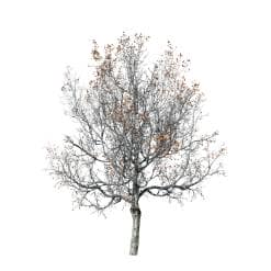 Red Maple: Photogrammetry