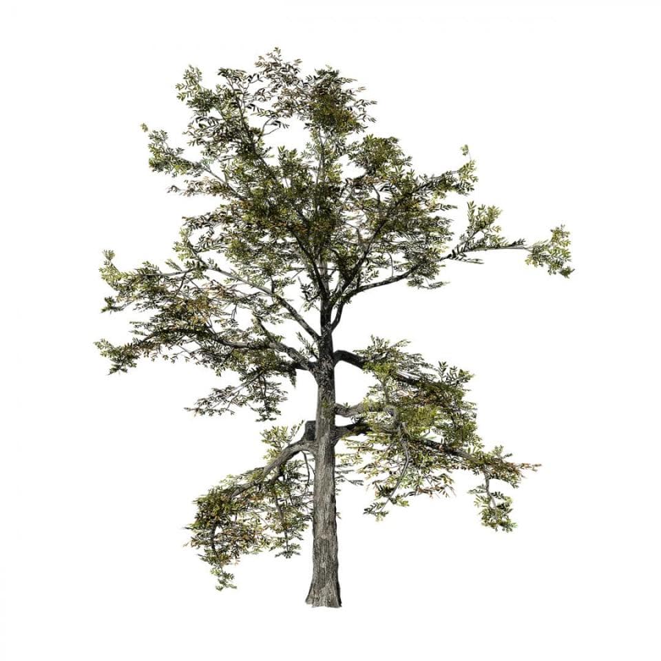 Willow Oak: Desktop Forest