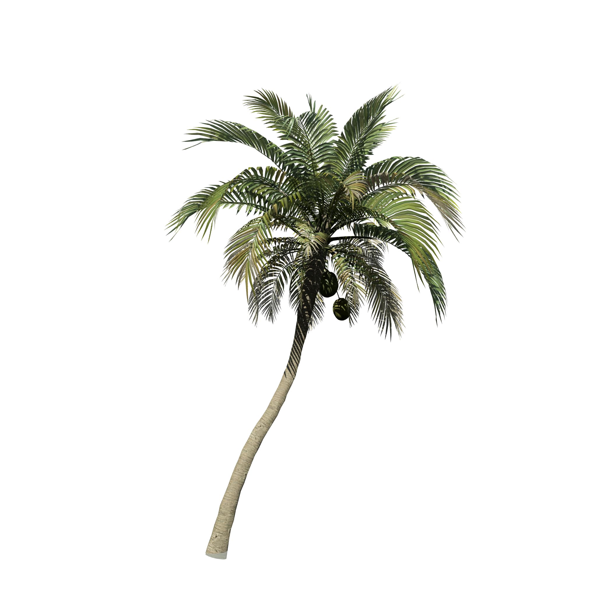 Coconut Palm Species Pack Speedtree