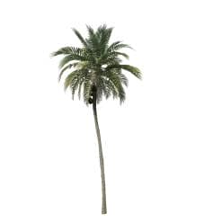 Coconut Palm: Desktop (Upright)