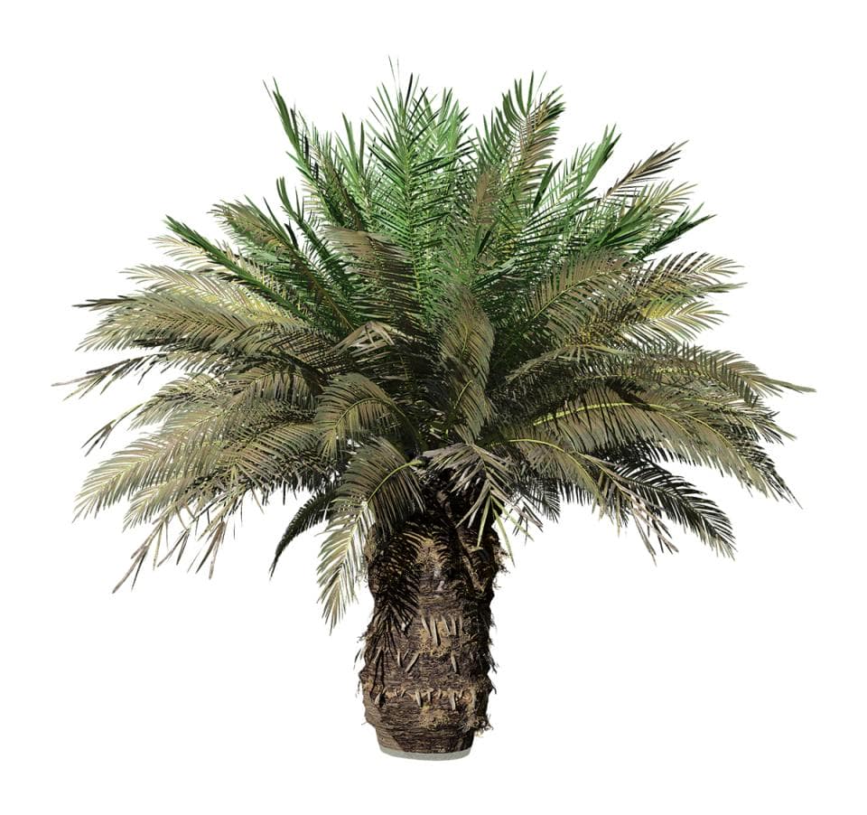 Sago Palm: Field (Spread)