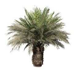 Sago Palm: Field (Spread)