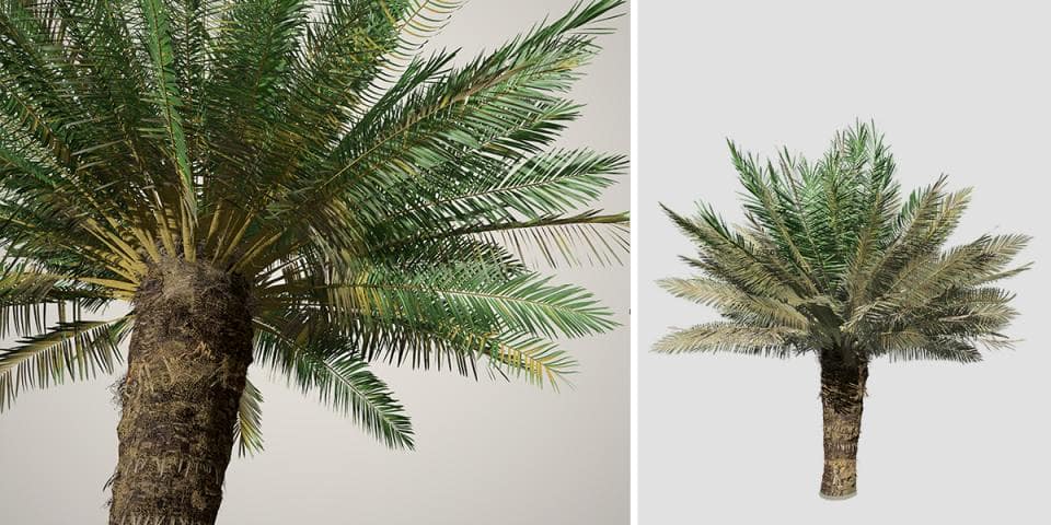 Sago Palm: Field (Upright)