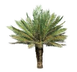 Sago Palm: Field (Upright)