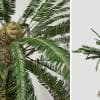 Sago Palm: Jungle (Spread)