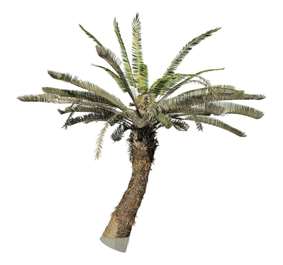 Sago Palm: Jungle (Spread)