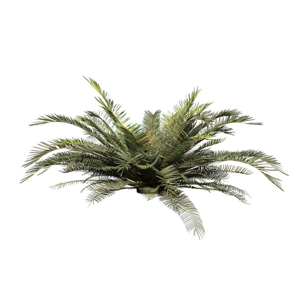 Sago Palm: Jungle (Ground)