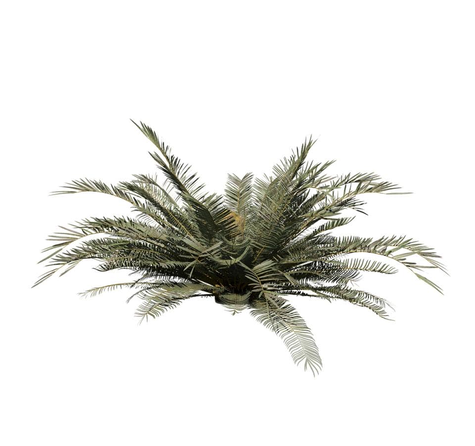 Sago Palm: Jungle (Ground)