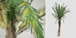 Sago Palm: Jungle (Upright)